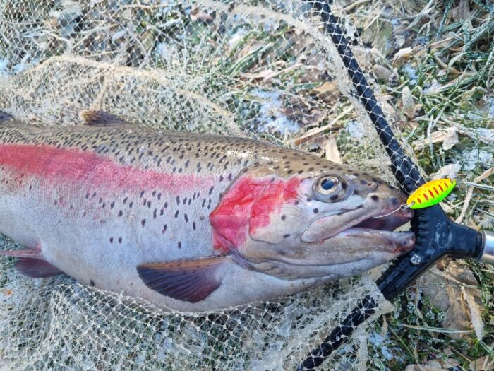 TROUT HEROES: 12 FÄNGIGE & GÜNSTIGE SPOONS & BOX fürs Forellenangeln – Bild 6