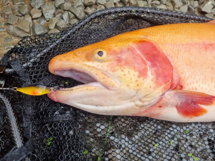 TWISTY TROUTS: Spoon & Inline-Blinker perfekt kombiniert! – Bild 2